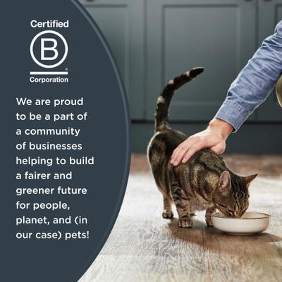 Chicken Recipe Grain-Free Dry Kitten Food, 2.5-lb bag