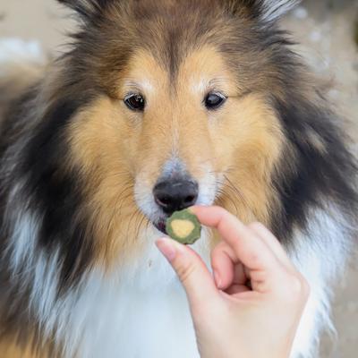 Soft No Brush Toothpaste Small Dental Dog Treats, 10-oz bag