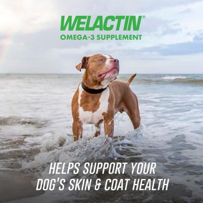 Welactin Daily Omega-3 Soft Chews Suplemento para la piel y el pelaje de perros, 60 unidades