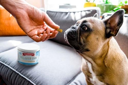 Collagen Care Soft Chews Skin & Coat Supplement for Dogs, 60 count