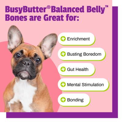 BusyButter Balanced Belly - Masticables para perros con sabor a calabaza y mantequilla de cacahuete probiótica, tamaño mediano/grande, 4 unidades