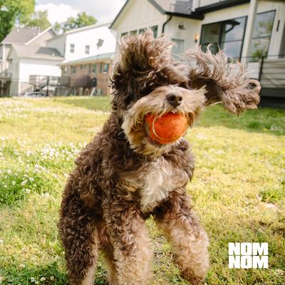 Probiotic Support Full Spectrum Digestive Health Powder Supplement Dog Food Topper, 2.12-oz jar