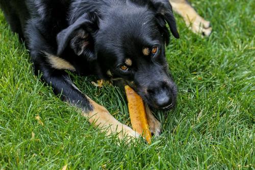 Golosinas masticables para perros de queso de yak del Himalaya 100 % natural, tamaño pequeño y mediano, bolsa de 1 lb