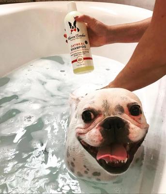 Soothing & Itch Relieving Oatmeal Dog Shampoo, 1-gal