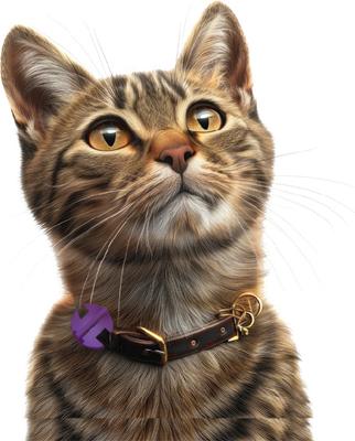 Behavior Support Calming Disk Collar Attachment for Cats