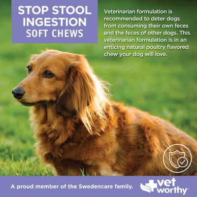 Stop Stool Ingestion Soft Chew Dogestive Aid Supplement for Dogs, 60 count
