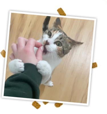 Crunchie Munchie Chicken Flavored Catnip Crunchy Cat Treats, 3-oz bag