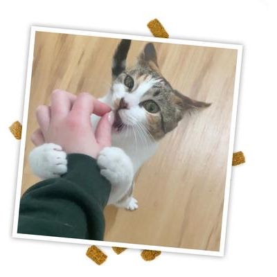 Crunchie Munchie Chicken Flavored Catnip Crunchy Cat Treats, 3-oz bag