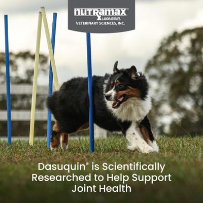 Suplemento masticable suave Dasuquin con MSM para la salud articular de perros grandes, 42 unidades
