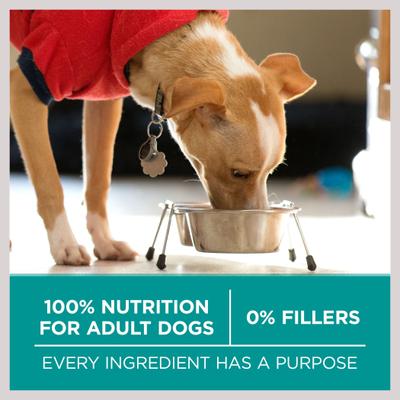 Plus Digestive Health Formula Dry Dog Food, 8-lb bag