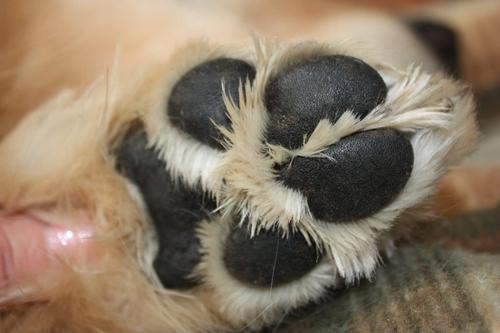 Twist-Up Dog Balm, 0.5-fl oz tube