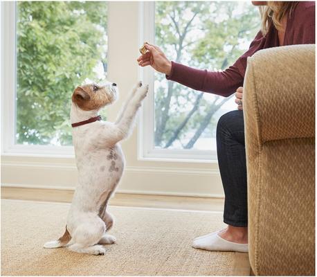 Crunchy Biscuit Small Dog Treats, 24-oz box