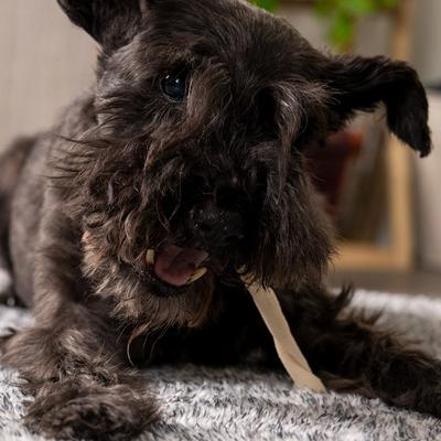 Palitos masticables duros Beefhide Twist Sticks de 5 pulgadas con sabor natural para perros, bolsa de 1 lb