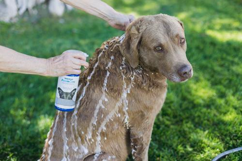 FoamCare Medicated Shampoo for Pets, 16-fl oz spray