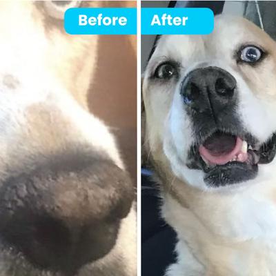 Bálsamo hidratante orgánico para la nariz de perros, lata de 50 ml