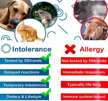 Food & Environmental Intolerance Test for Dog, Cat & Small Pet