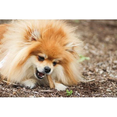 Golosinas masticables para perros de rosbif de larga duración totalmente naturales de Healthy Edibles, tamaño pequeño, 2 unidades