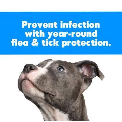 Liquid Dispensing Flea & Tick Dog & Cat Brush