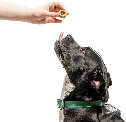 Organic Baked Pumpkin Spice Flavor Adult Crunchy Dog Treats, 8-oz bag, 60 count