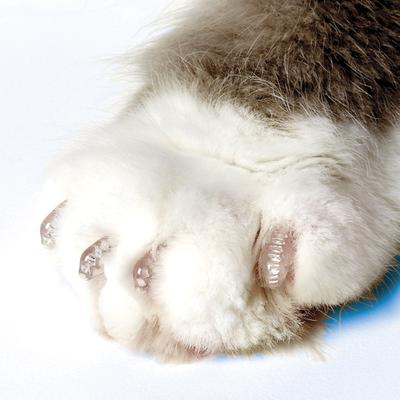 Cat Nail Caps Starter Kit
