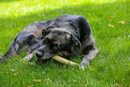 5"-6" Ox Tail Dog Treats, 25 count