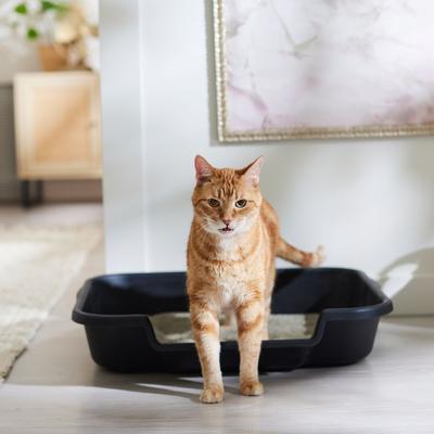 Bundle: Feliway Optimum Enhanced Calming Pheromone Cat Diffuser Kit + Arm & Hammer Litter Clump & Seal Multi-Cat Scented Clumping Clay Litter