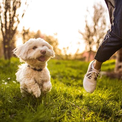 Ossy Cuts Cape Ostrich Dog Treats, 2 count