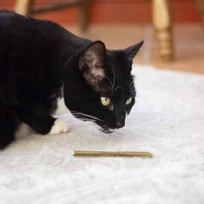 Sticks Cat Catnip