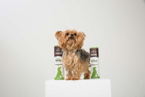 Natural Detox Dietary Dog Supplement, 16.23-fl oz bottle