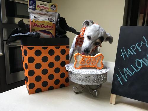 Halloween Turkey Flavored Cake Kit Dog Treats, 5-oz bag