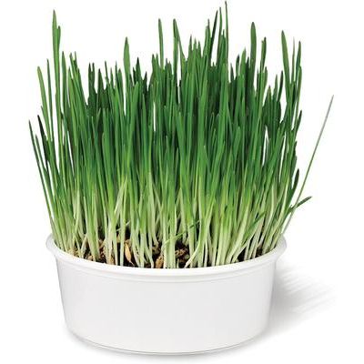 Kit de semillas de césped para gatos Sweet Greens, bolsa de 1 oz