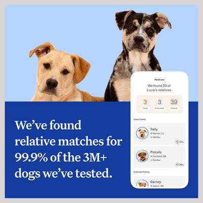 Essential Breed Identification DNA Test for Dogs
