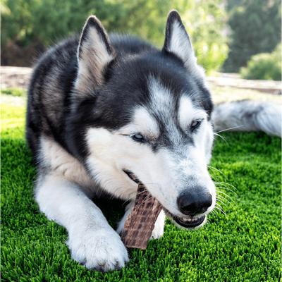 Tiras de cecina de res, golosinas para perros de 6 pulgadas, 12 unidades