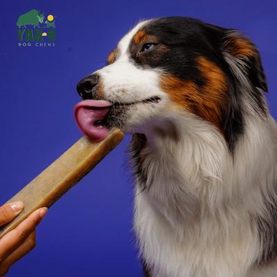 Premio masticable para perros Blueberry Yak, tamaño mediano, 3 unidades