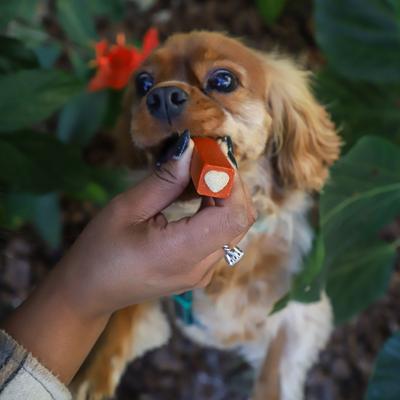 Protection+ Brushless Toothpaste Small Dental Dog Treats, 60 count