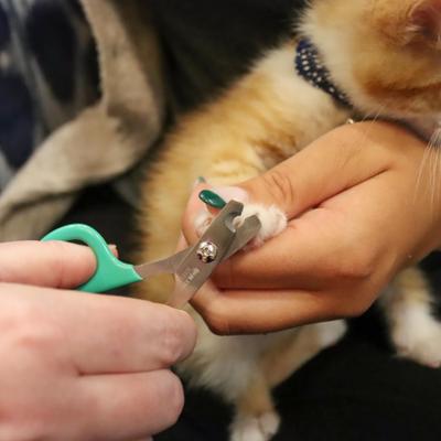 Kitten Nail Trimmer