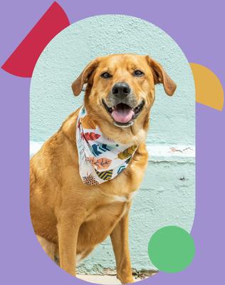 Free Range Braided 6-in Bully Stix Dog Treats, 3 count