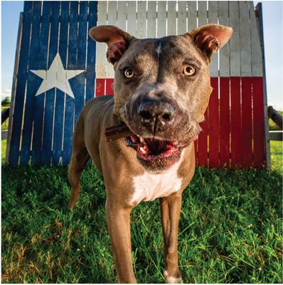 Senior Health Dental Sticks Chicken Flavor Grain-Free Small Dog Treats, 6.2-oz bag