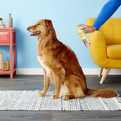 Waterless Shampoo with Apple & Honey for Dogs, 10-fl oz bottle