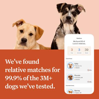 Wisdom Panel Premium Breed Identification & Health Condition Identification DNA Test for Dogs
