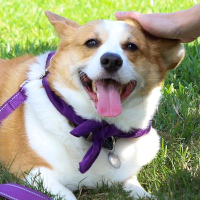 Soft No Brush Toothpaste Large Dental Dog Treats, 14-oz bag