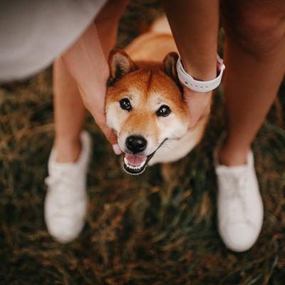 Ossy Chews Cape Ostrich Dog Treats, 3-oz pouch