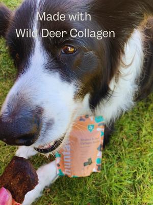 Venison & Deer Collagen Recipe Grain-Free Soft & Chewy Dog Treats, 4-oz bag