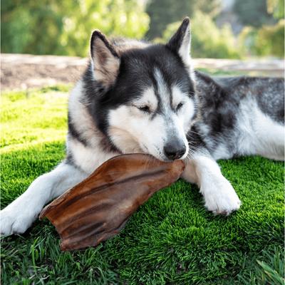 Golosina para perros con orejas de vaca grandes