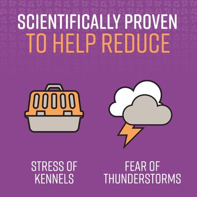 Good Behavior Calming Spray for Dogs, 1.62-oz