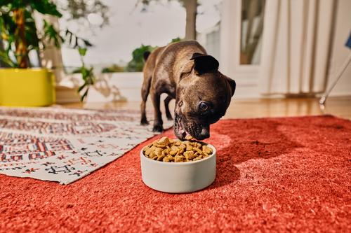 Bundle: Kismet Chicken & Barley Recipe with Freeze-Dried Nugs Dry Dog Food, 19-lb bag + Beef & Sweet Potato Nugs Freeze-Dried Treats, 1-oz bag