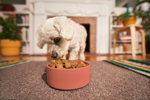 Paquete: Alimento seco para perros Kismet con pollo y cebada y nugs liofilizados (bolsa de 8,6 kg) + Alimento seco con salmón y arroz integral y nugs liofilizados (bolsa de 8,6 kg)