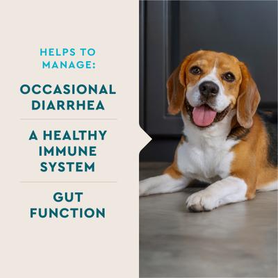 Chicken Flavored Probiotic Powder Supplement for Dogs & Puppies, 30 count