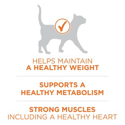 +Plus Ideal Weight Natural High Protein Adult Dry Cat Food, 3.5-lb bag