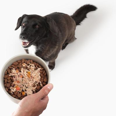 Bundle: Solid Gold Digestive Support Chicken, Skin & Coat Support Chicken & Salmon, Mobility Support Beef Wet Dog Food, 3.5-oz cups, case of 18